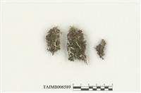 藏品(葉蘚科)的圖片